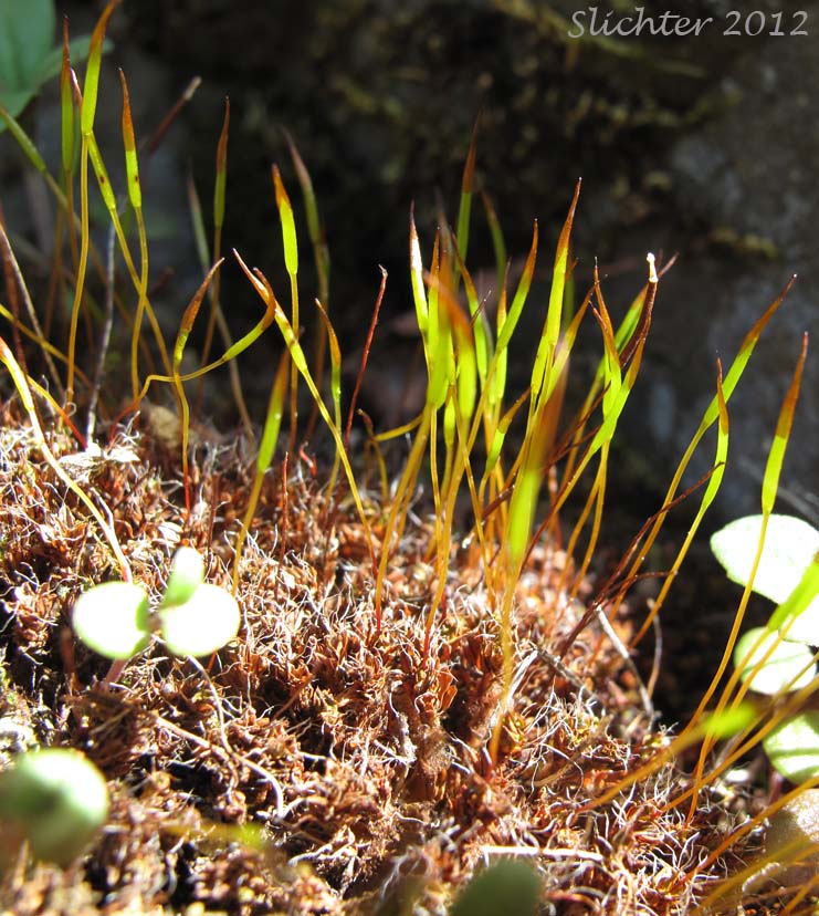 Ceratodon Moss, Fire Moss: Ceratodon purpureus (Synonyms: Dicranum purpureum, Ceratodon purpurascens, Ceratodon purpureus var. purpurascens, Ceratodon purpureus var. xanthopus)